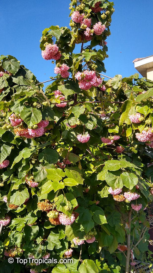 Dombia Wallichii Variegated