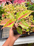 Aglaonema
