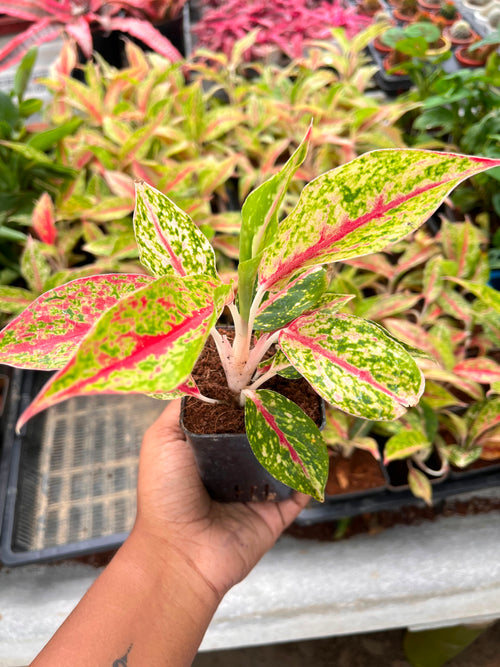 Aglaonema alternate view