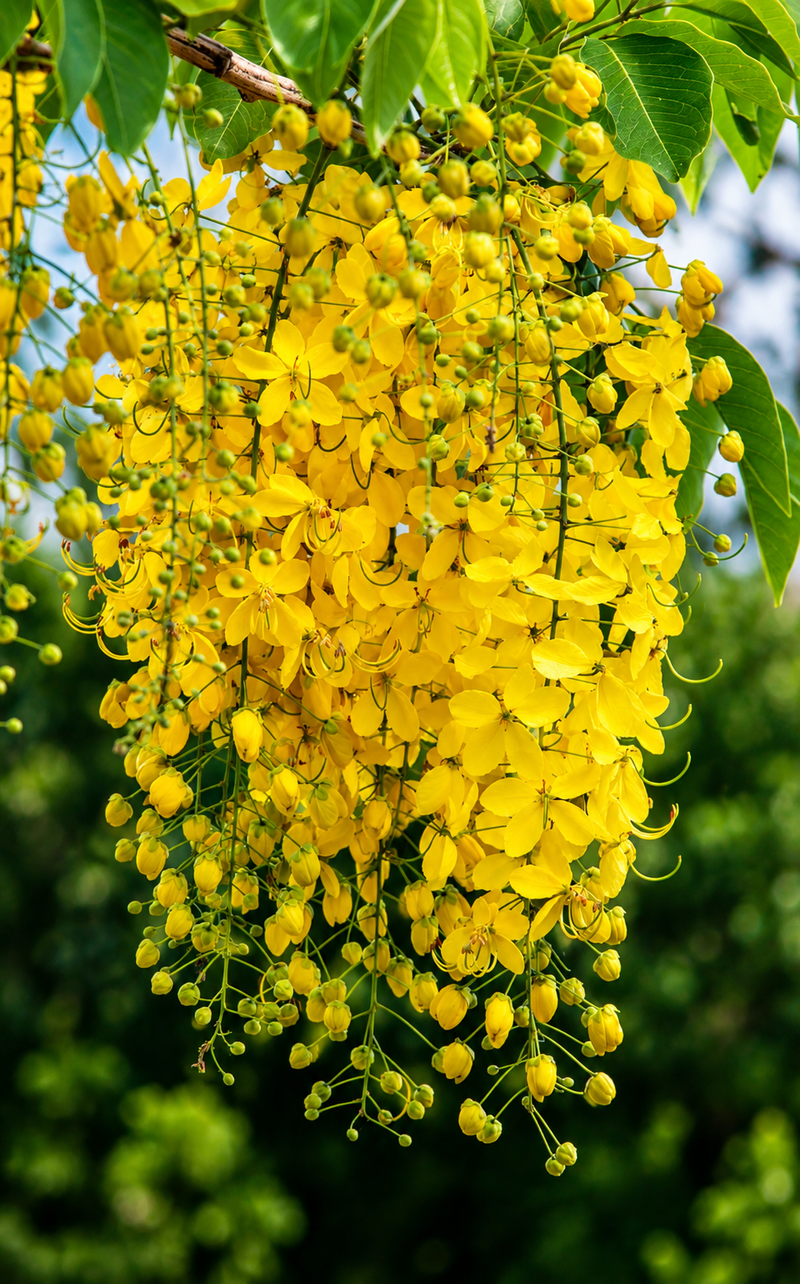 Bandor Lathi/ Golden Shower