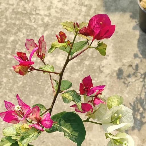 Nirwana