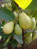 Dudhe khaja goava original
