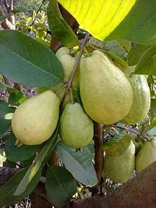 Dudhe khaja goava original