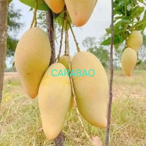 Mango premium Combo. One premium mango free. alternate view