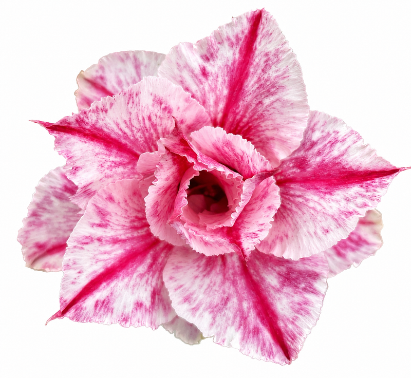 Diamond Blossom