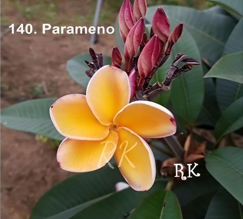 Parameno