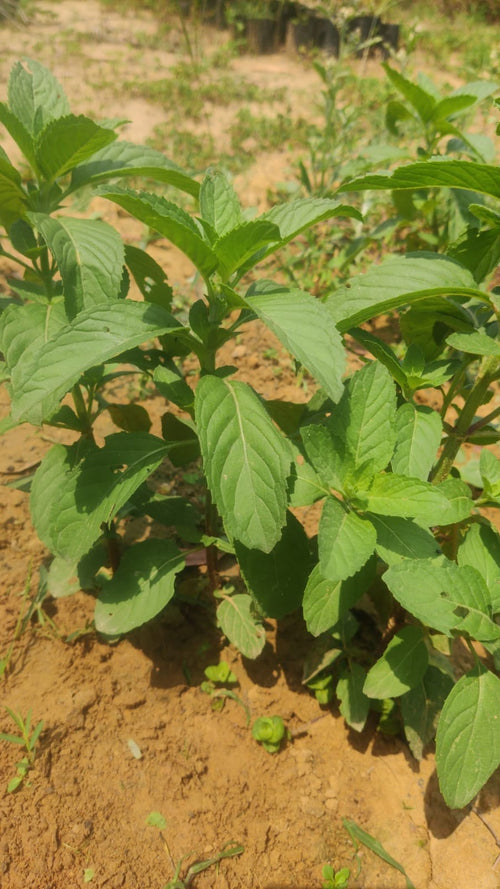 Mentha / Piperment