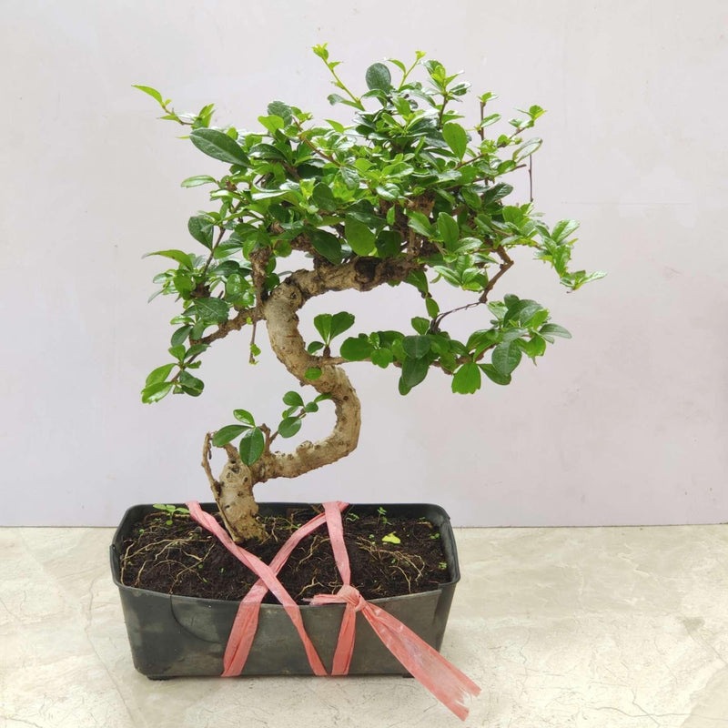 Bonsai Ficus in 17 cm Square pot