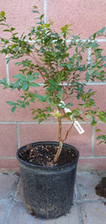 red hybrid jaboticaba jayent varaity