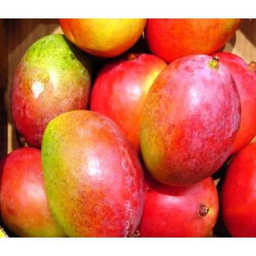 Golap-khas Grafted the real mango