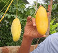 Honeydew mango 🥭 original varaity