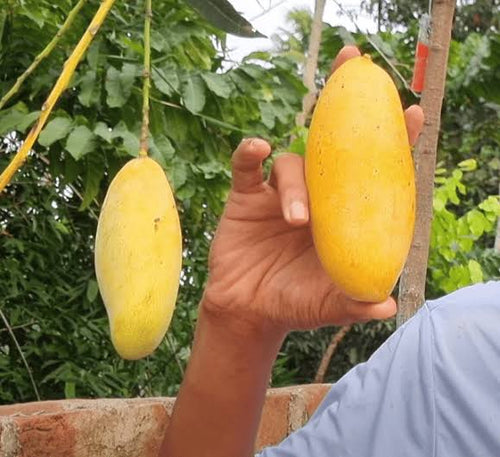 Honeydew mango 🥭 original varaity
