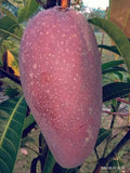 Chakapat butter mango