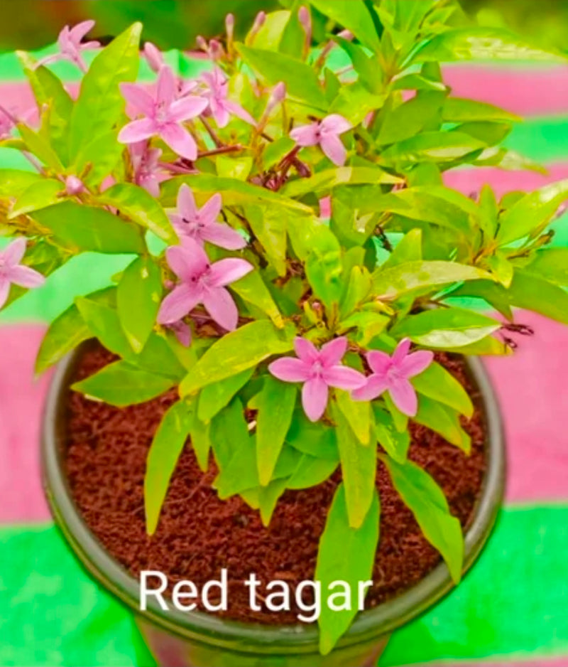 Red Tagore