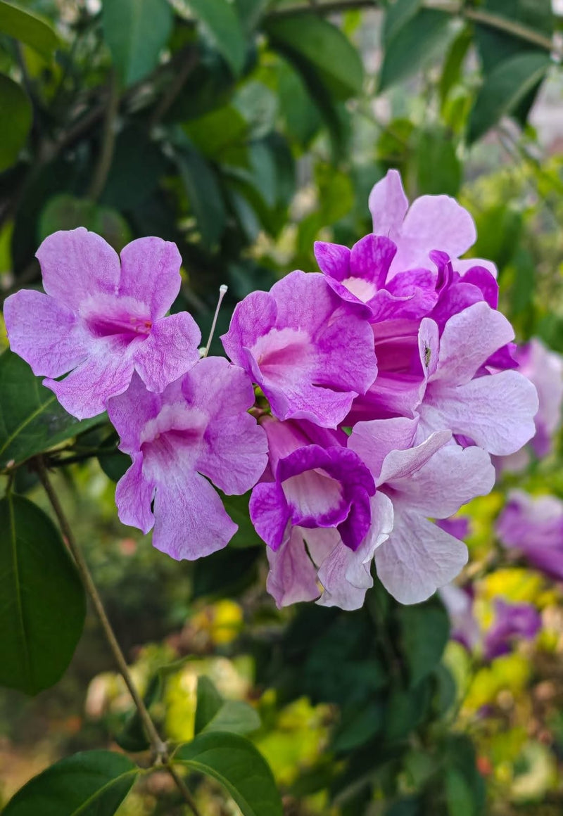 Garlic Vine
