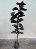 Original Black daimond Goava