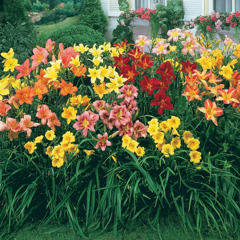 Day Lily