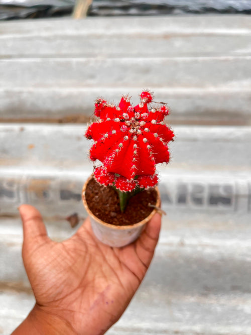 Red Moon Cactus alternate view