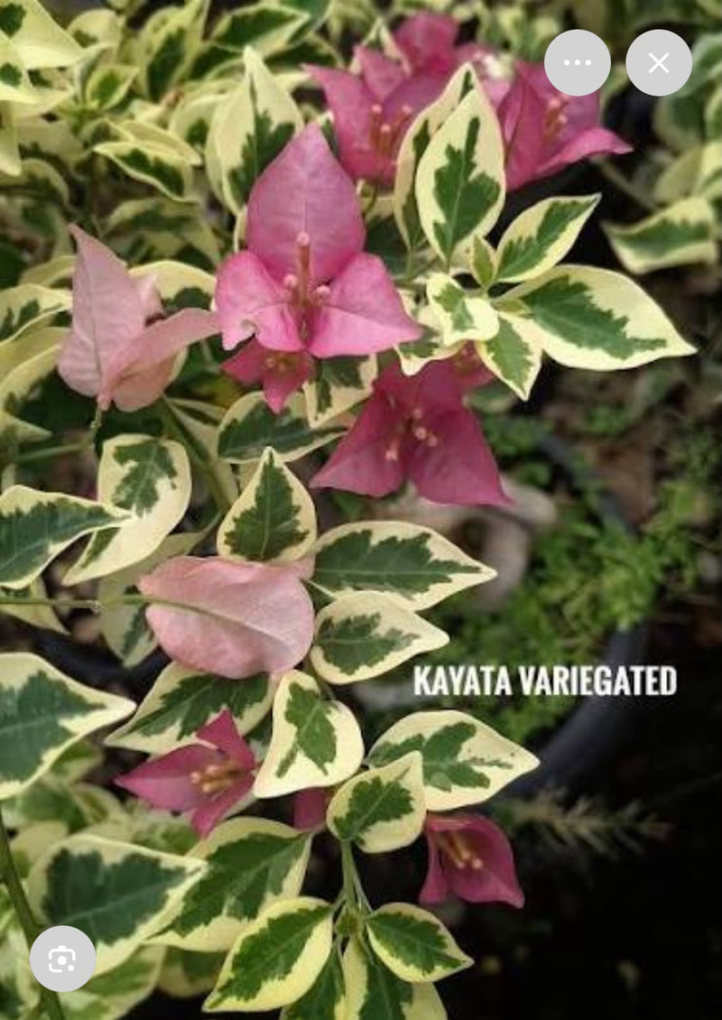Kayata Green Var