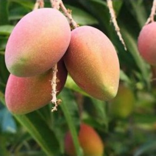 Sindhu original mango grafted plant alternate view
