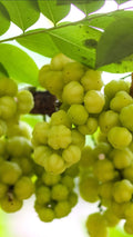 Star Gooseberry