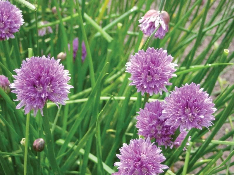Chive