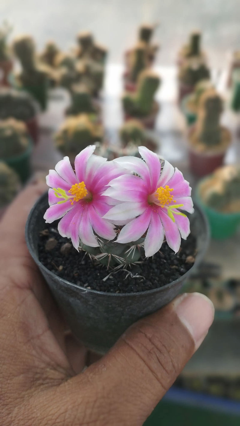 Mammillaria Schumannii
