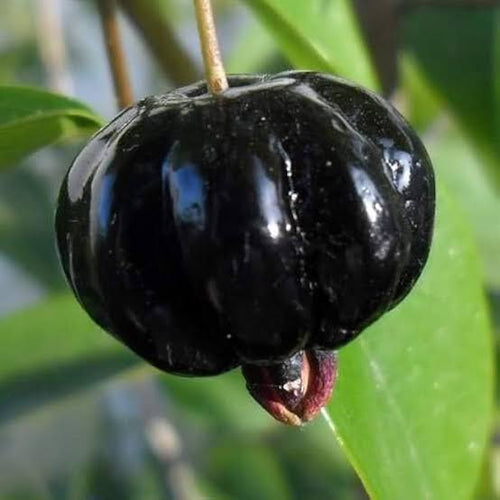 Black Suriname ready plant alternate view