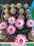 Thelocactus bicolor – The Glorious Texas Ball Cactus