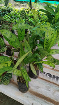 Calathea Freddie