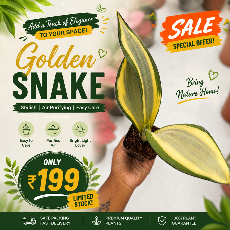 Golden Snake Plant