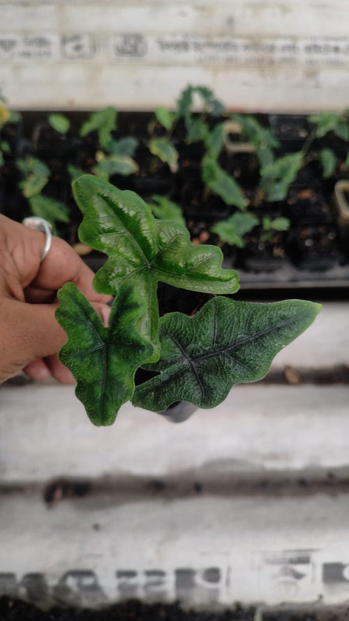 Alocasia Jacklin