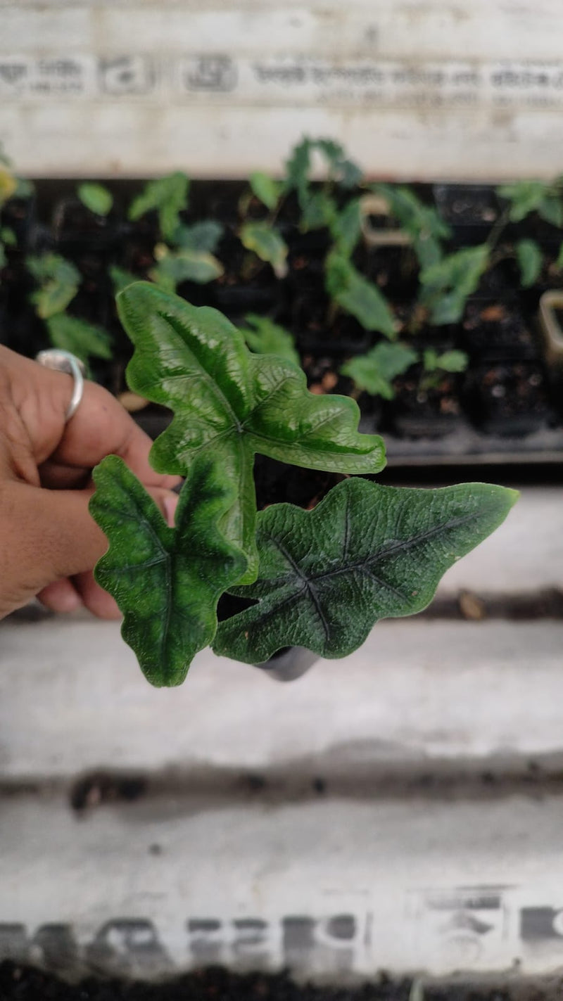 Alocasia Jacklin