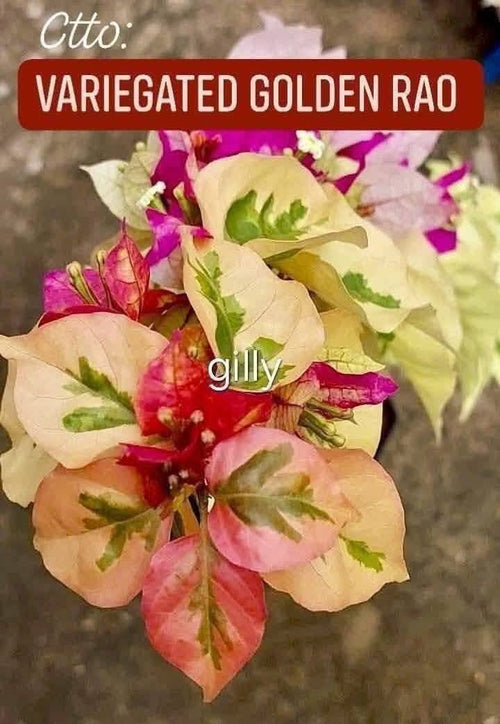 Golden rao Variegated