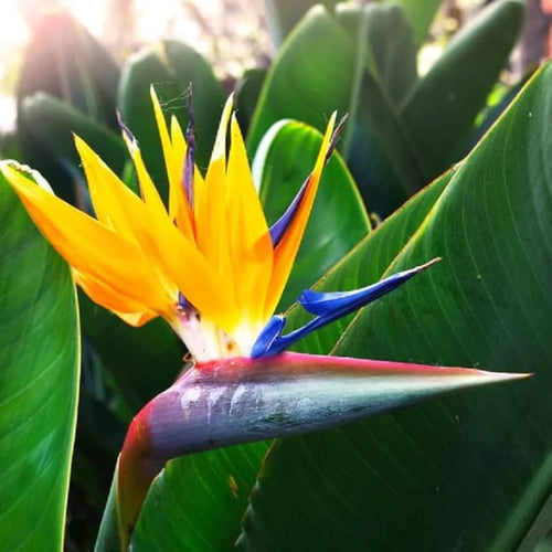 Bird of Paradise Yellow