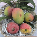 Sinduri mango grafted traditional varaity