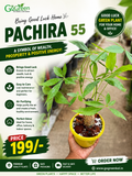 Pachira