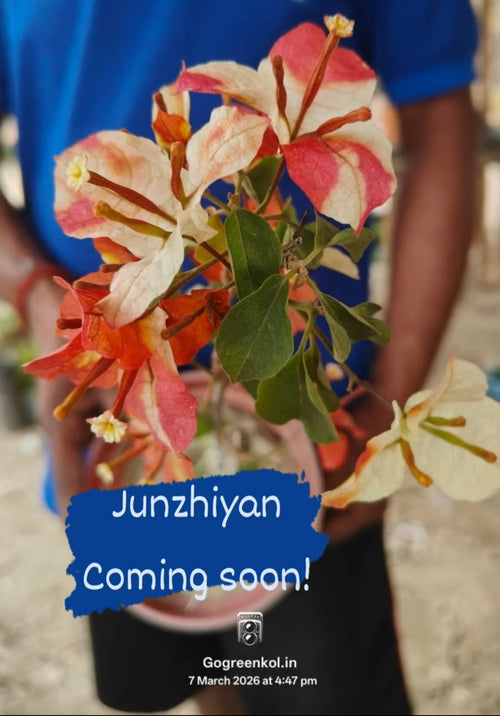 Junzhiyan (Coming Soon!) alternate view
