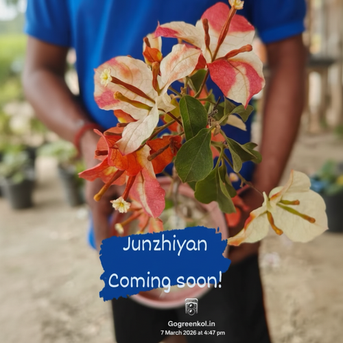 Junzhiyan (Coming Soon!)