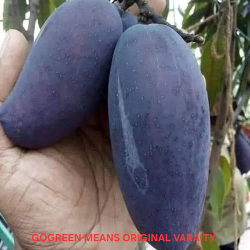 Kasturi Black mango grafted