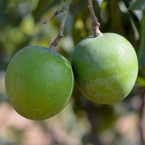 Royal special mango original varaity grafted alternate view