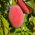 Sensation original premium mango plant grafted