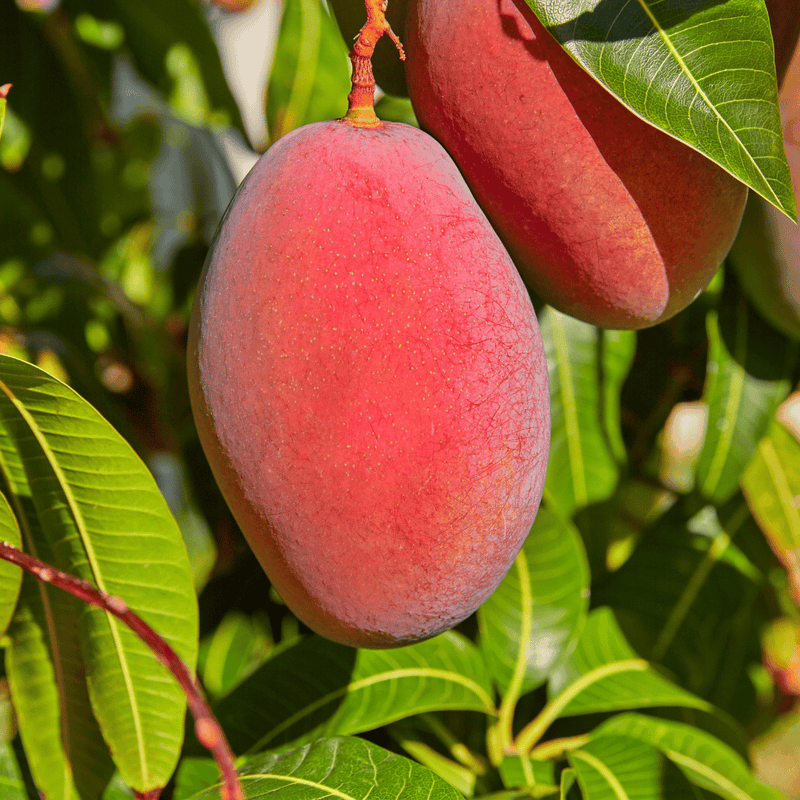 Sensation original premium mango plant grafted