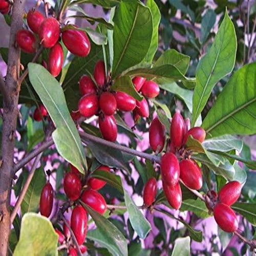 Miracle fruit matchure plant big