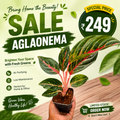 Aglaonema