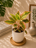 Aglaonema Thai
