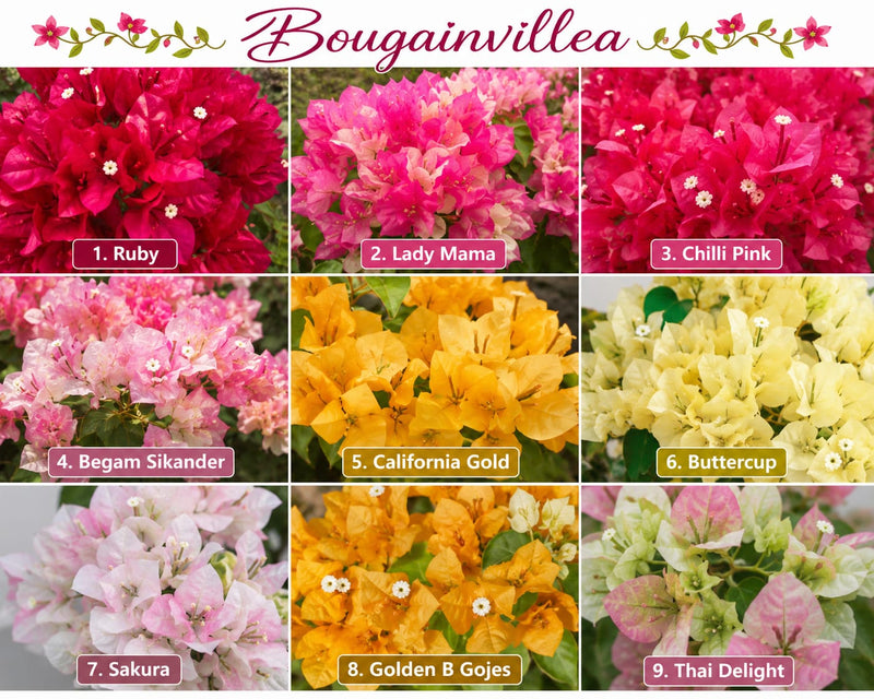 Heavy Bloomer XL