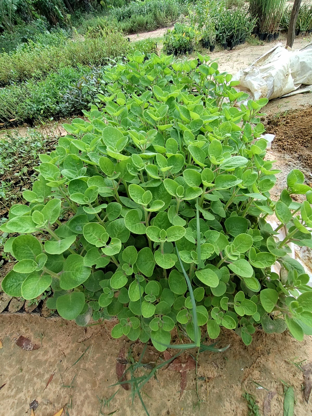 Mexican Mint