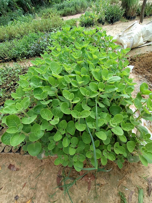 Mexican Mint
