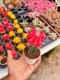 Pink Moon Cactus